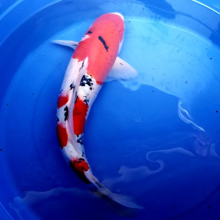 Arie Koi Shop Picture 7
