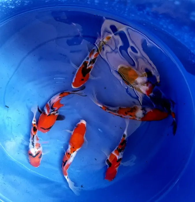 Arie Koi Shop Picture 10