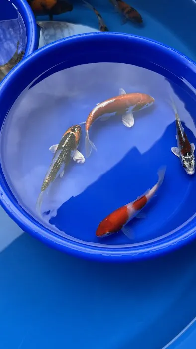 Arie Koi Shop Picture 8
