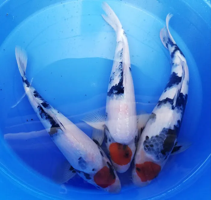 Arie Koi Shop Picture 3