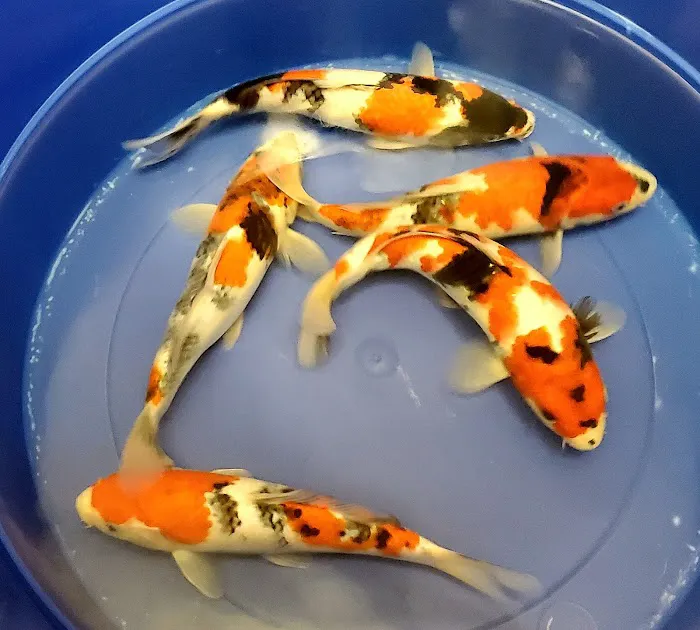 Arie Koi Shop Picture 2