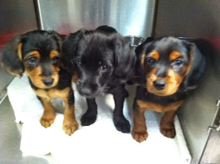 Animal Health Center Picture 10
