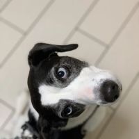 Armonk Veterinary Hospital ico