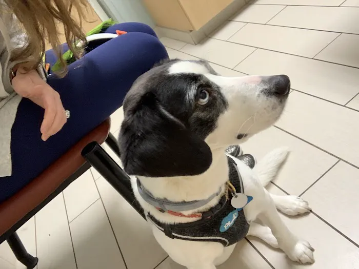 Armonk Veterinary Hospital Picture 3