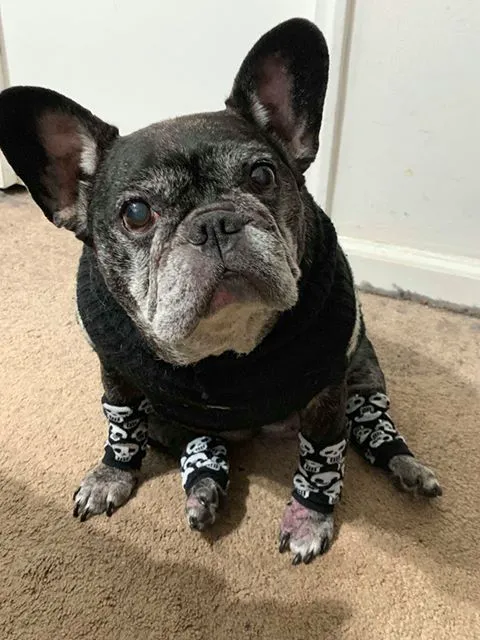 Sleepy Hollow Animal Hospital Picture 6