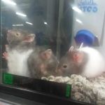 Petco