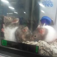Petco ico