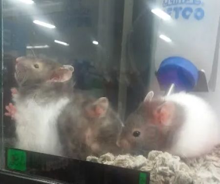 Petco