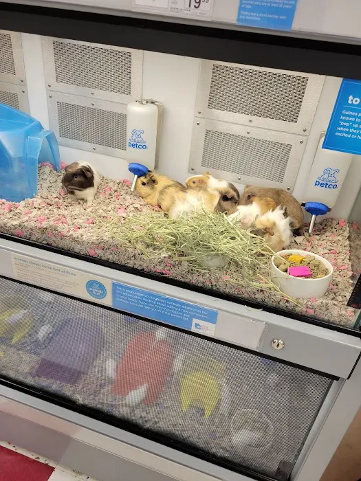 Petco Picture 2