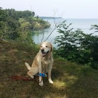Millwood Animal Hospital ico