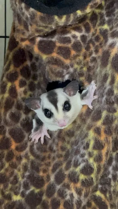 House of Pets Inc Picture 9