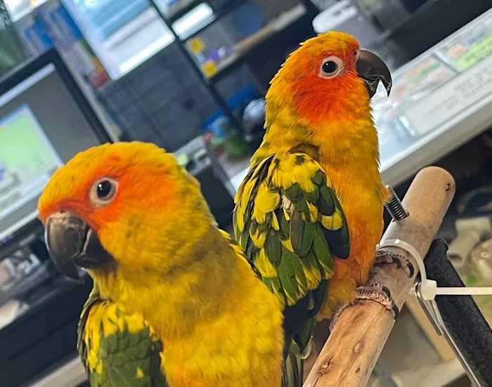 House of Pets Inc Picture 6
