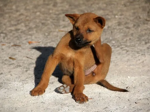 Animal Dermatology Clinic Picture 4