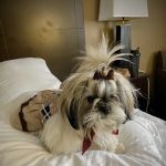 Prissy Paw Palace