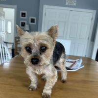 Airmont Animal Hospital ico