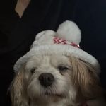 Park Animal Hospital