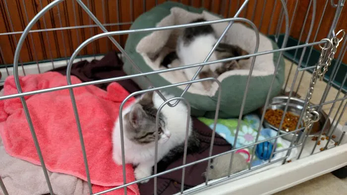 VCA Darien Animal Hospital Picture 4