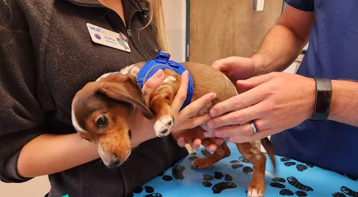 VCA Darien Animal Hospital Picture 3