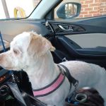 Norwalk Veterinary Hospital and The Boarding House
