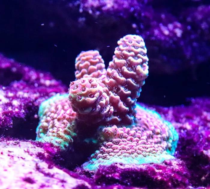 Baked Reef Aquaculture Picture 1
