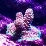 Baked Reef Aquaculture