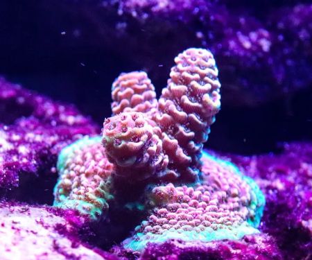 Baked Reef Aquaculture