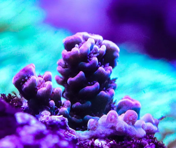Baked Reef Aquaculture Picture 2