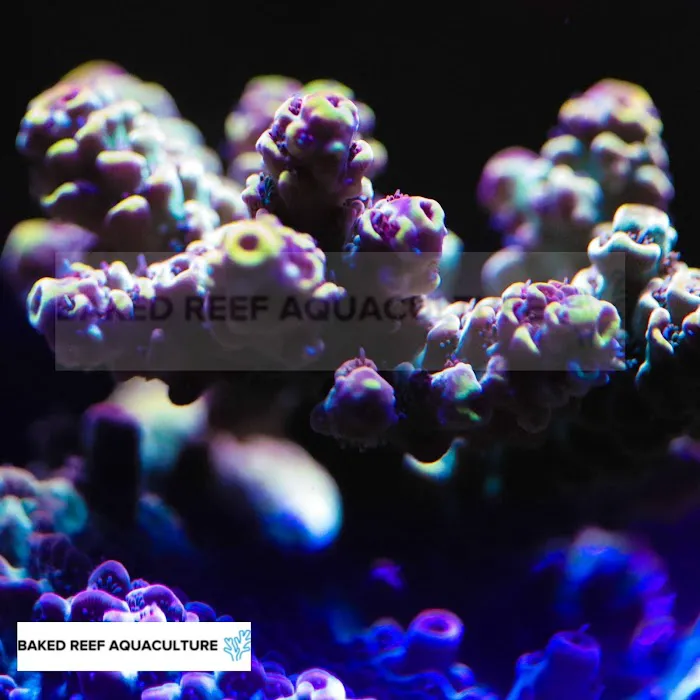 Baked Reef Aquaculture Picture 10