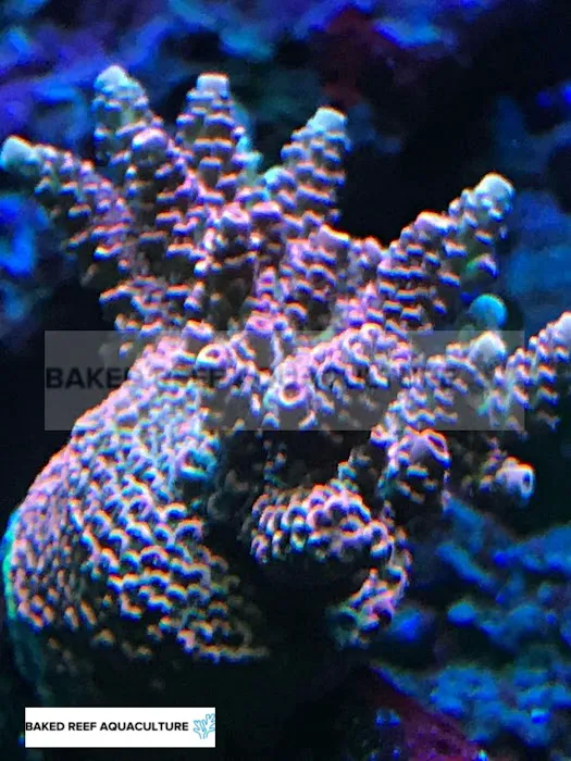 Baked Reef Aquaculture Picture 7