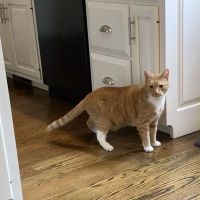 New Canaan Veterinary Hospital ico