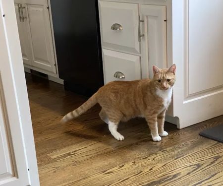 New Canaan Veterinary Hospital