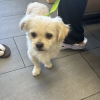 Banfield Pet Hospital ico