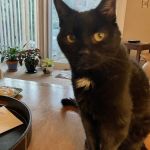Suffern Animal Hospital