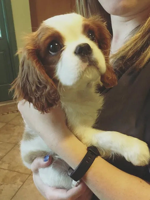 Suffern Animal Hospital Picture 9