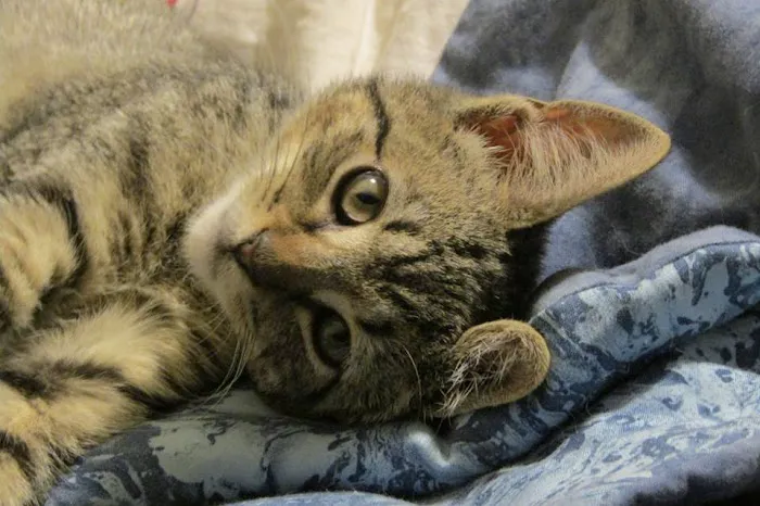 Suffern Animal Hospital Picture 10
