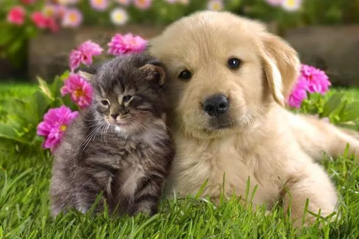 Valley Cottage Animal Hospital Picture 6