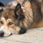Nyack Neighborhood Veterinary