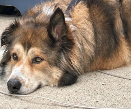 Nyack Neighborhood Veterinary