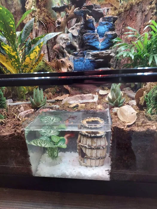 Josh's Frogs Picture 4