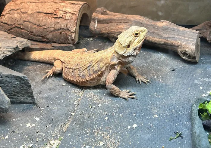 Josh's Frogs Picture 7