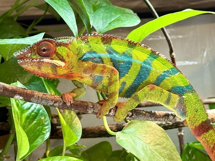 Josh's Frogs Picture 9