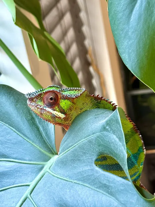 Josh's Frogs Picture 5