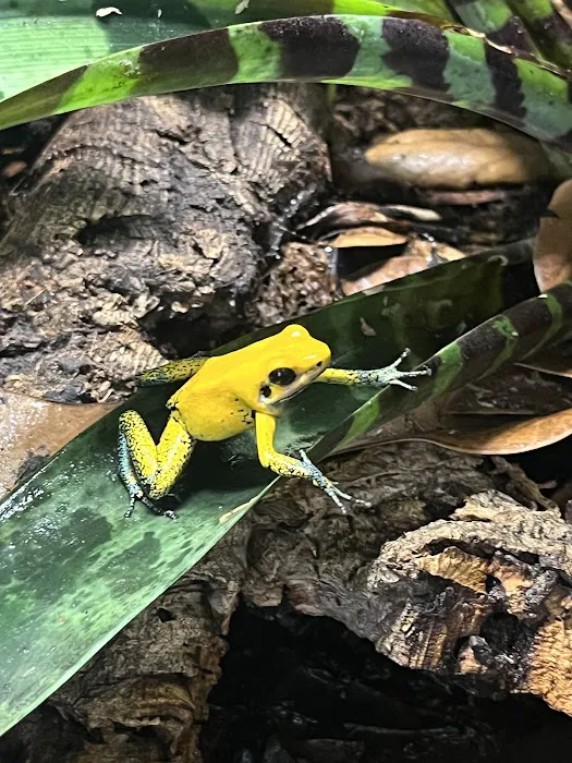Josh's Frogs Picture 10