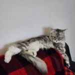 Petco
