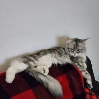 Petco ico