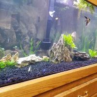 Something Fishy ico