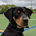Pets Aloud Veterinary Services
