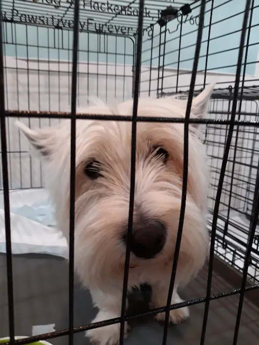 Pets Aloud Veterinary Services Picture 8