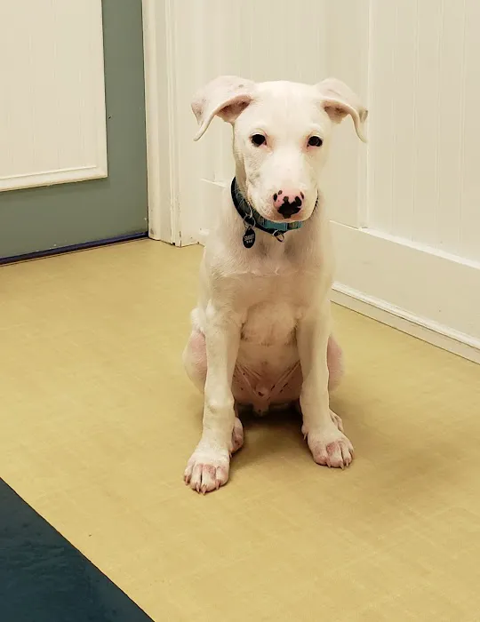 Pets Aloud Veterinary Services Picture 6