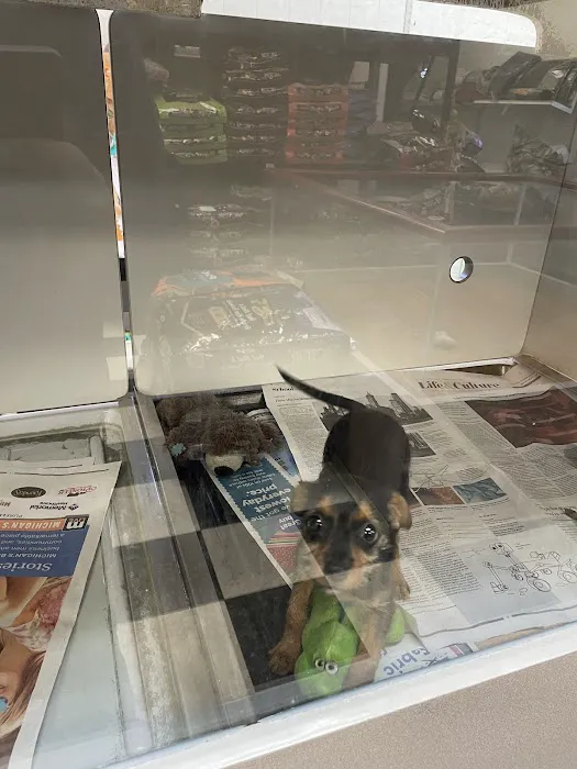 Pet City Pets Picture 3